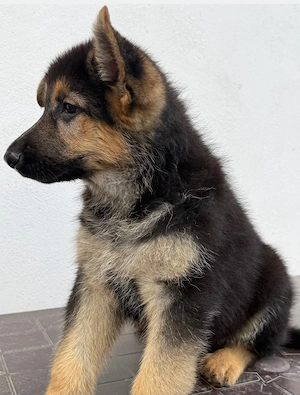 Ciobănesc german 