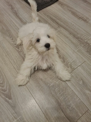 Bichon maltez Jucăuș,plin de energie.Doresc stăpân iubitor și responsabil - imagine 2