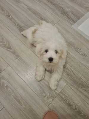 Bichon maltez 