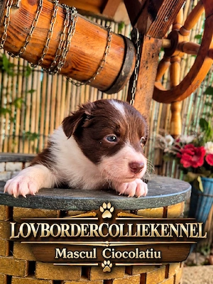 Border Collie Pedigree export 