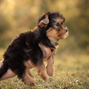 Pui Yorkshire Terrier mascul, negru cu auriu, 10 săptămâni - imagine 2