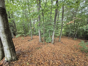 Teren 7024 mp Ciucea Cluj, livadă + pădure, curent, ideal cabană - imagine 6
