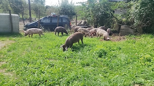 Porci de carne, rasă originală, diverse categorii.  - imagine 2
