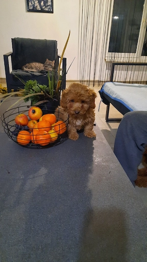 Maltipoo toy frumosi si sănătoși 
