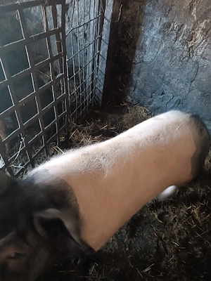 vand porc 120kg 14lei 