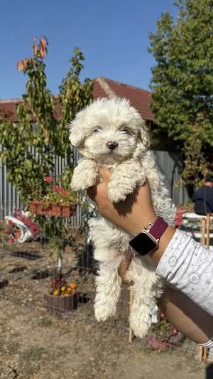 Bichon Târgu Jiu 