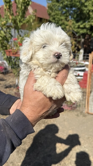 Bichon Târgu Jiu  - imagine 3