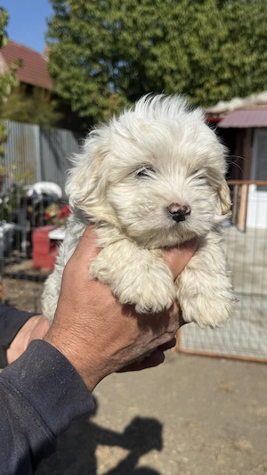 Bichon Târgu Jiu  - imagine 4