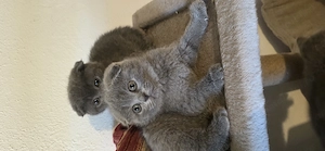 Pisicuțe Scottish Fold Blue - imagine 3
