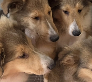 Vand pui Collie Rough mascul