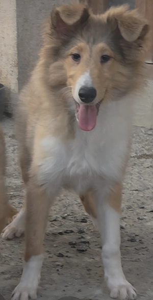Vand pui Collie Rough mascul - imagine 2