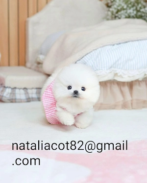 Pomeranian mini toy
