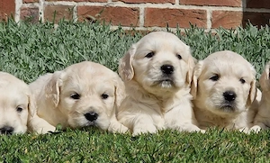 Golden Retriever 