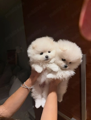 Pomeranian mini toy - imagine 2