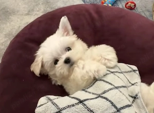 Bichon maltez mini toy