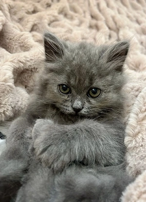 British Longhair 