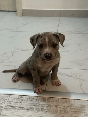 American Bully Xl  - imagine 3