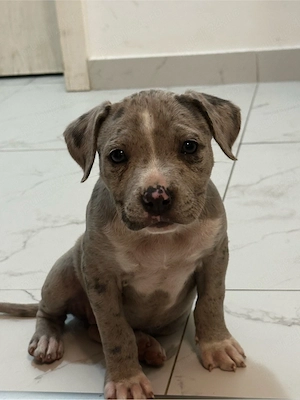American Bully Xl 