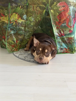 American Bully Pocket cu pedigree, 7 luni - imagine 2