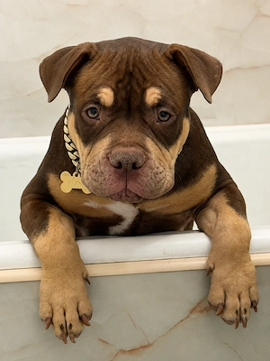 American Bully Pocket cu pedigree, 7 luni