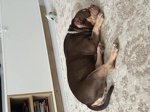 American Bully Pocket cu pedigree, 7 luni - imagine 3