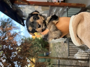 Yorkshire terrier mini toy de vânzare!!  - imagine 3