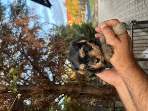 Yorkshire terrier mini toy de vânzare!!  - imagine 2