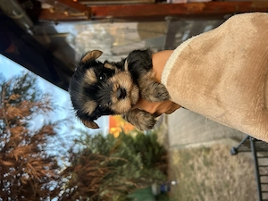 Yorkshire terrier mini toy de vânzare!!  - imagine 4