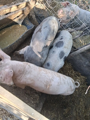Vad șoldani 
