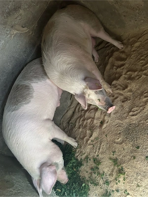 Vând porci grași - imagine 5
