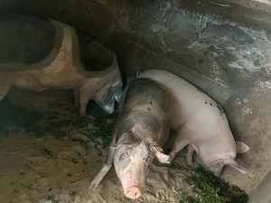Vând porci grași