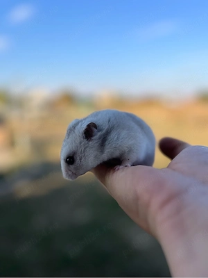 vand hamster sirian 