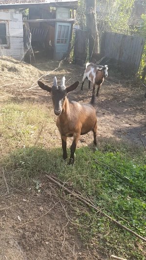 Vand ieduta carpatina