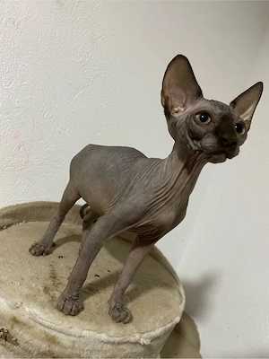 Fetita si baiat Sphynx - imagine 3