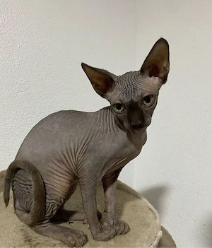 Fetita si baiat Sphynx - imagine 2