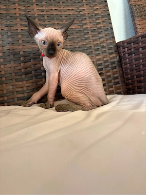 Fetita si baiat Sphynx - imagine 4
