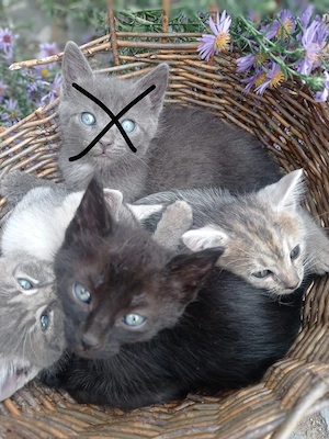 Pisicuțe pentru adopție 