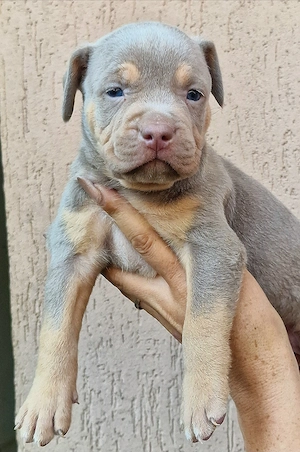Vand American Bully xl  - imagine 2