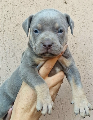 Vand American Bully xl  - imagine 4