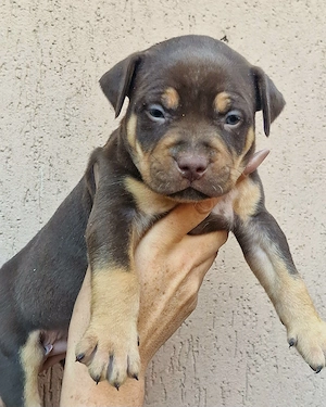 Vand American Bully xl  - imagine 3