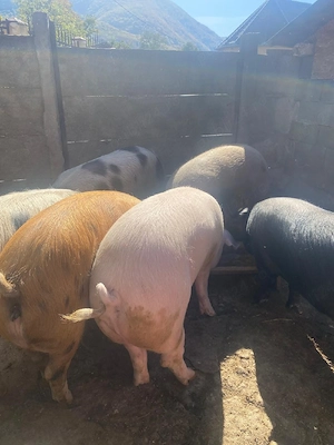 Vând porci 