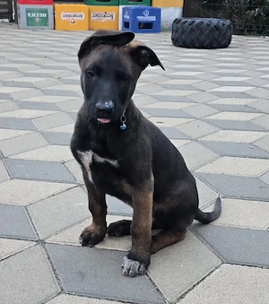 Ciobănesc belgian malinois