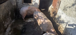 Vand porc carcasa rasa Romaneasca