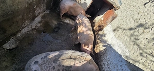 Vand porc carcasa rasa Romaneasca - imagine 3
