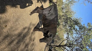 Vând tăuraș Black Angus din mamă Jersey
