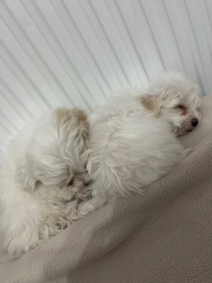 Puiuti Bichon Maltez