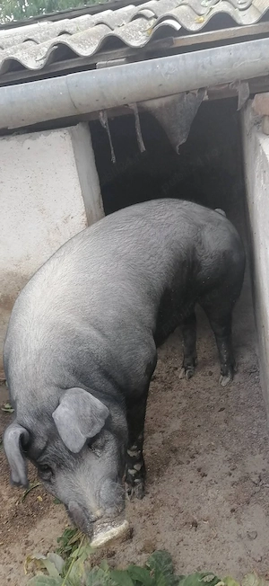 Vând porci grasi