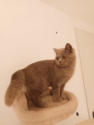 Vând băiat brithis short hair 