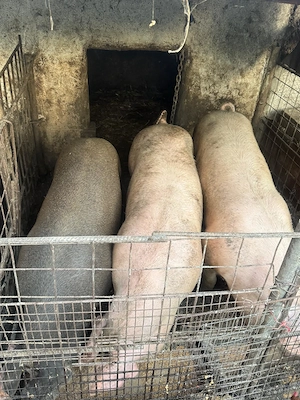 Porci de vânzare, sat Gruiu, județul Călărași!
