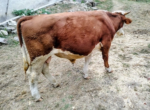 Taur de vânzare 